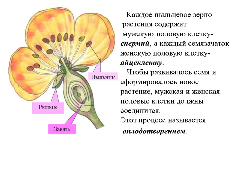 Каждое пыльцевое зерно растения содержит мужскую половую клетку-спермий, а каждый семязачаток женскую Каждое пыльцевое зерно растения содержит мужскую половую клетку-спермий, а каждый семязачаток женскую
